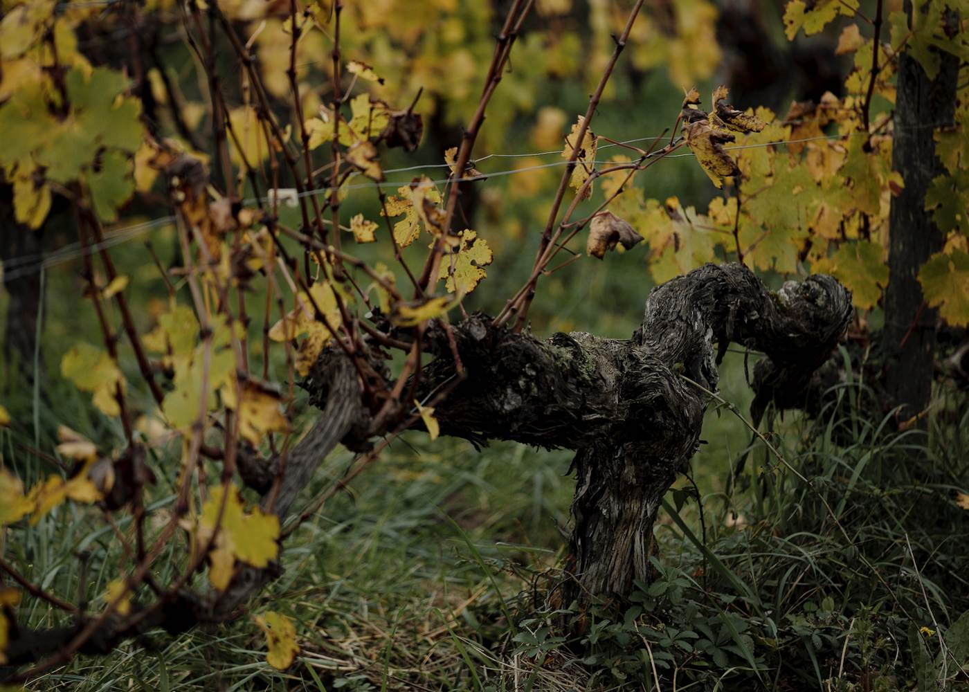 Vignoble du Château de la Vieille Chapelle en automne